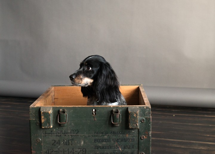 Russian Spaniel