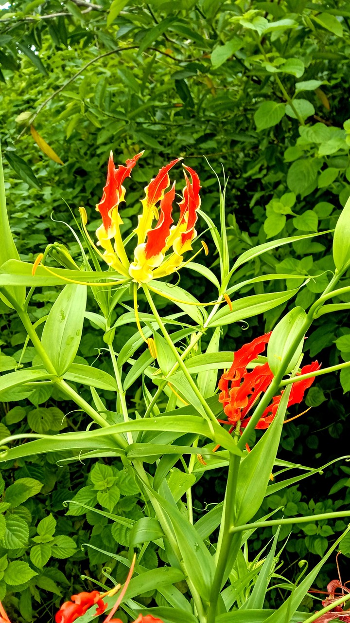 beauty of nature