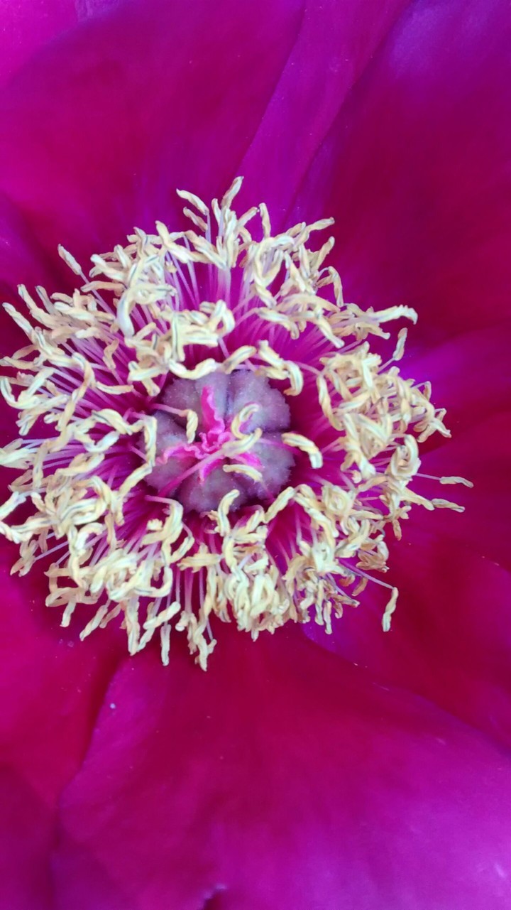 pink flower