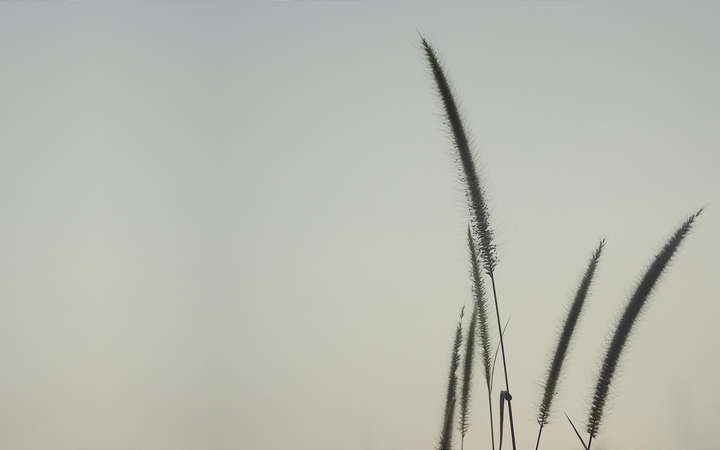summer crop