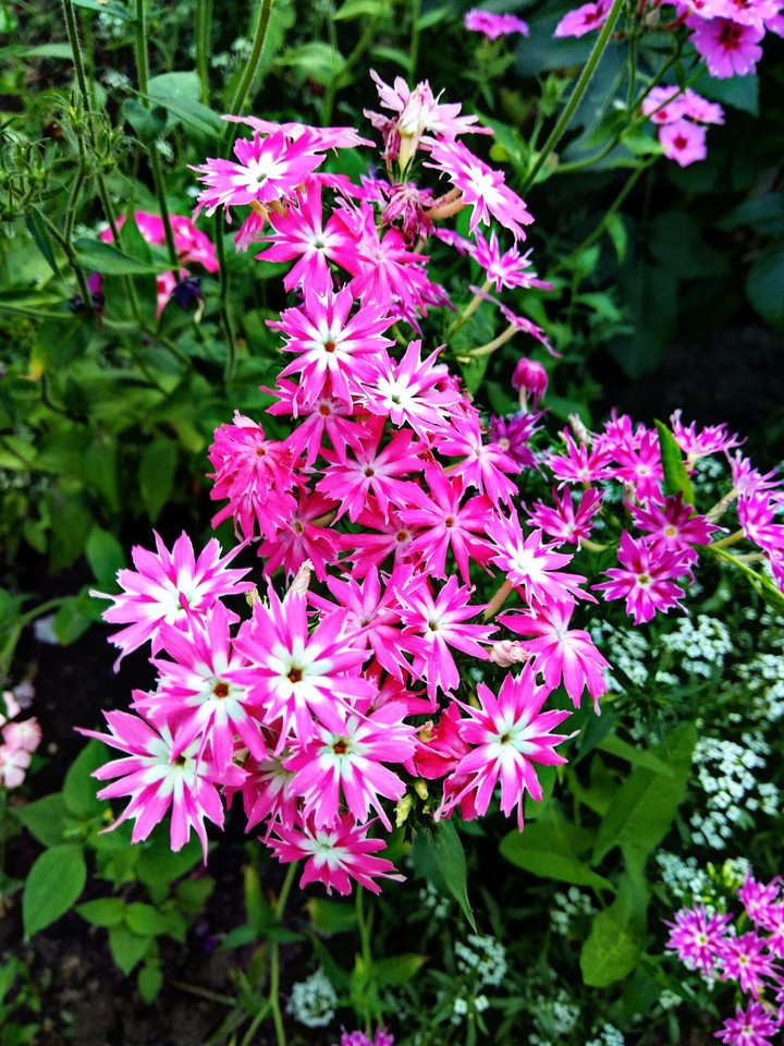 phlox