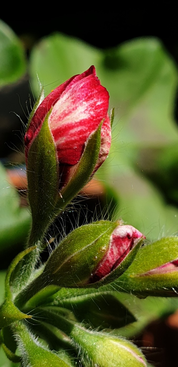 spring flower