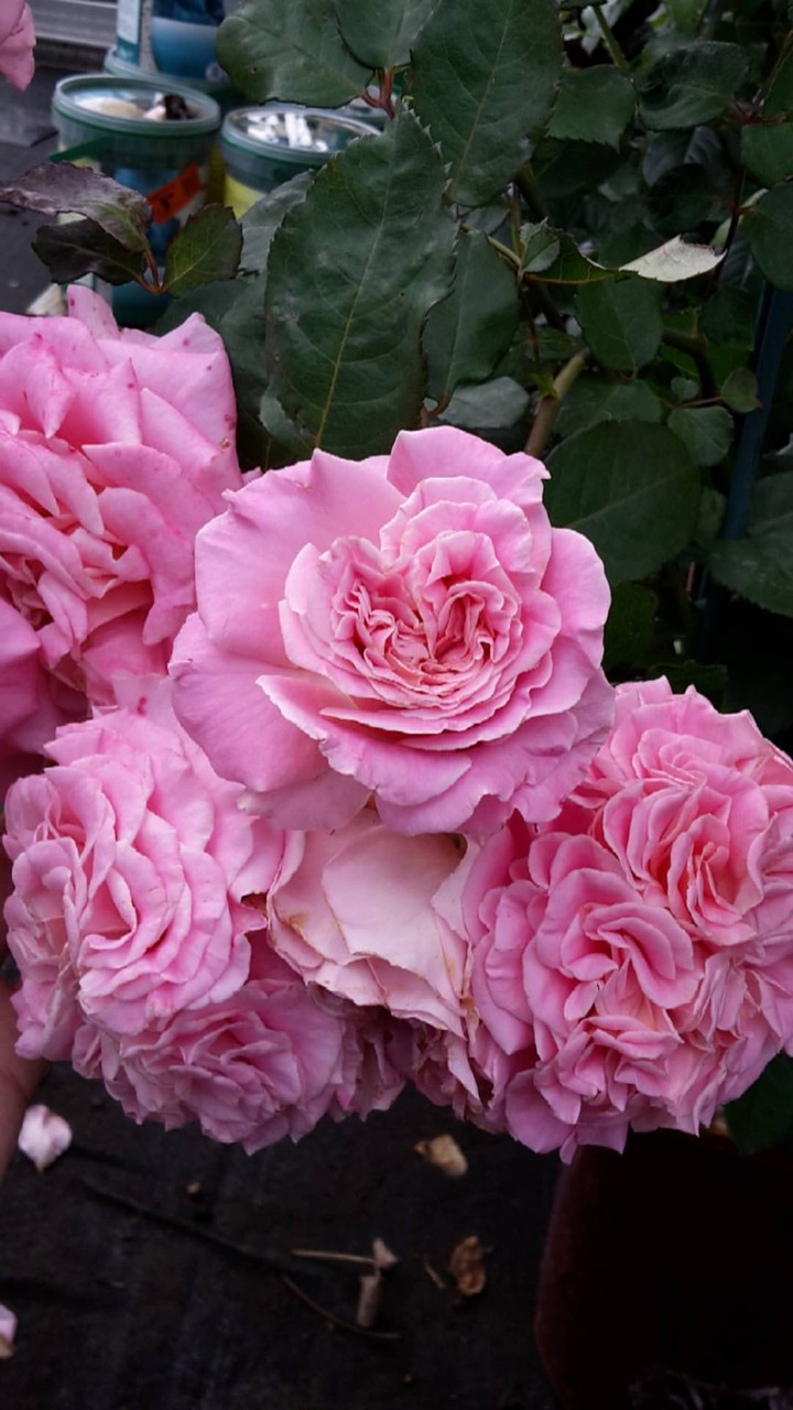 rose