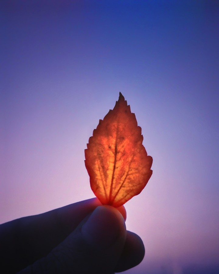 Leaf on fire