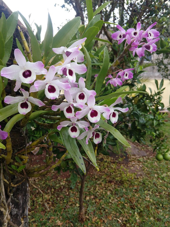 orquídeas