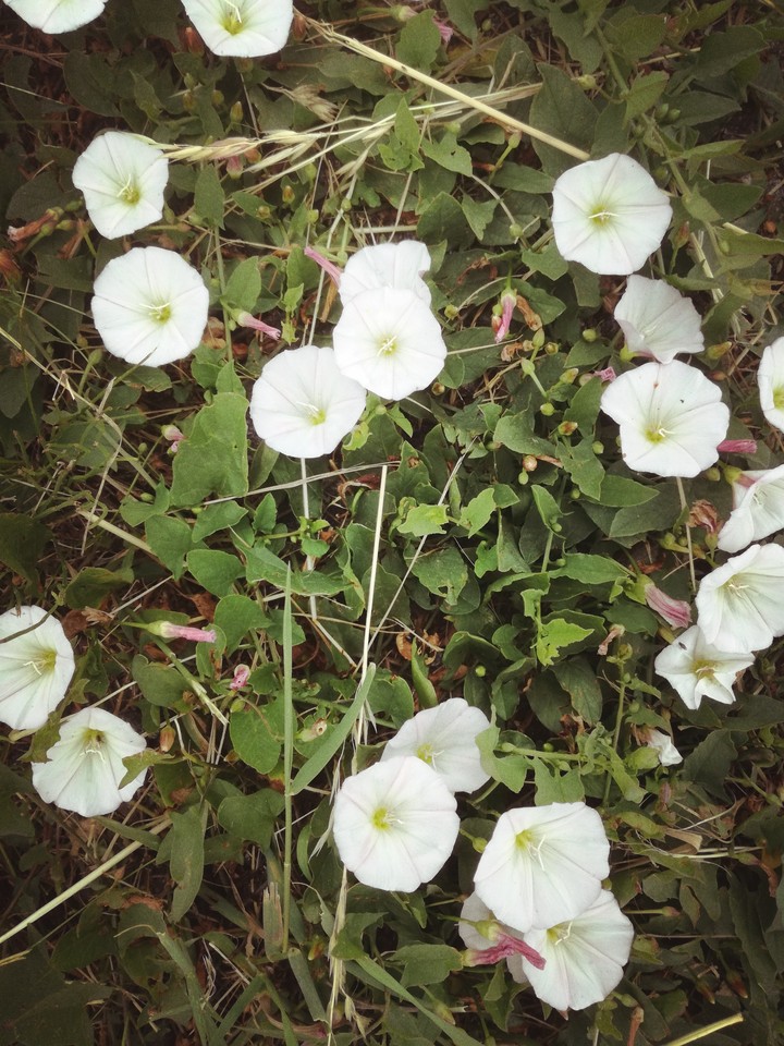 Ranken Blumen.