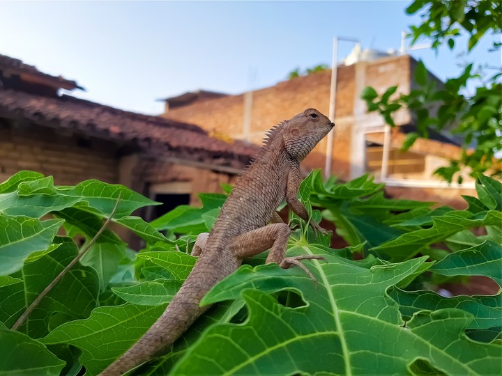 Lizard
