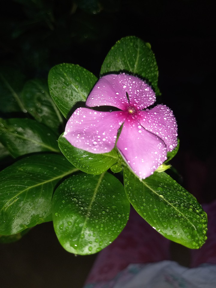 rain