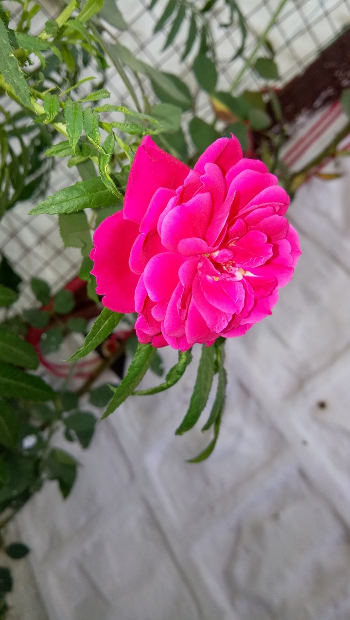 #RED_ROSE