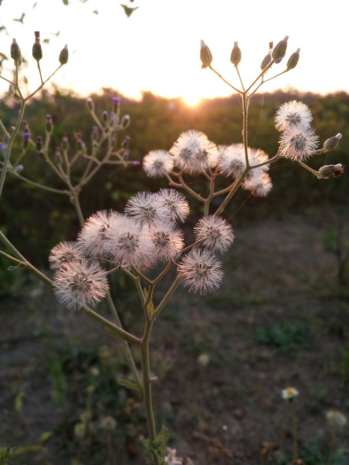 Flower