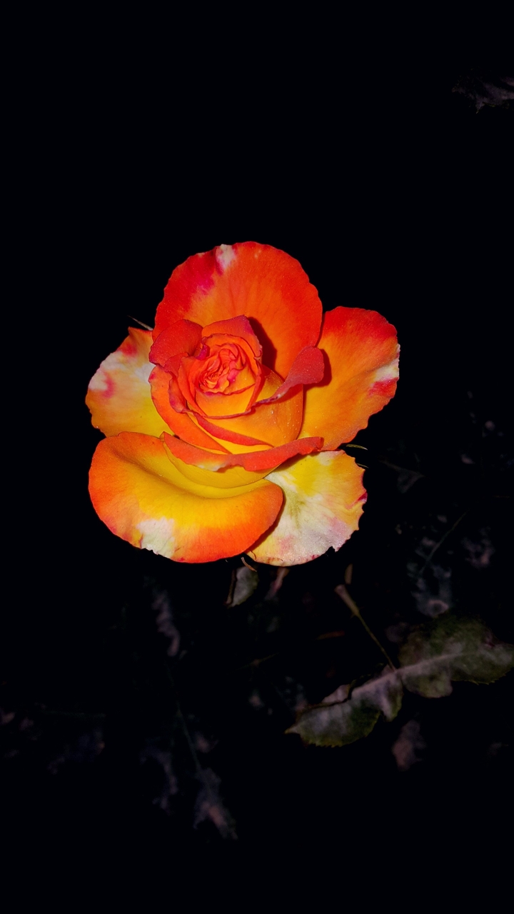 This rose looks like a palette