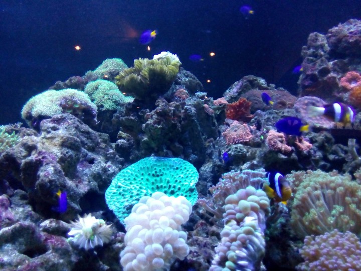 Coral Sea