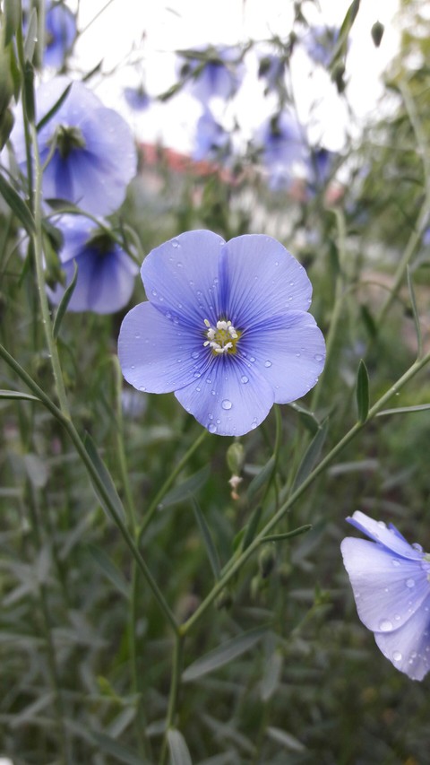 Linen