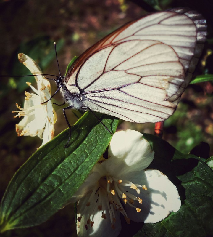 stormy batterfly