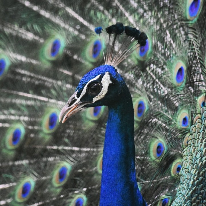 peacock