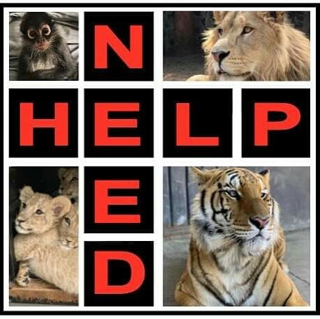 Save Animals