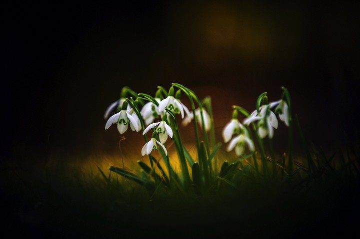 Schneeglöckchen