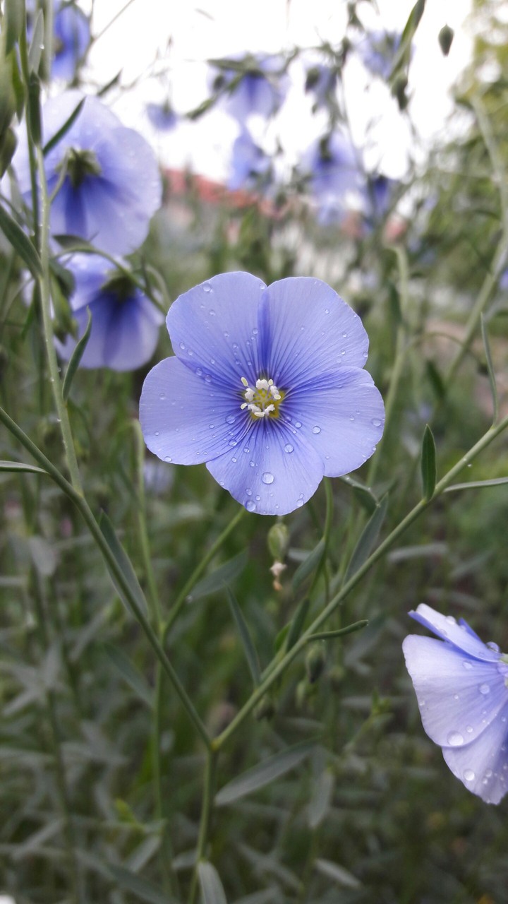Linen