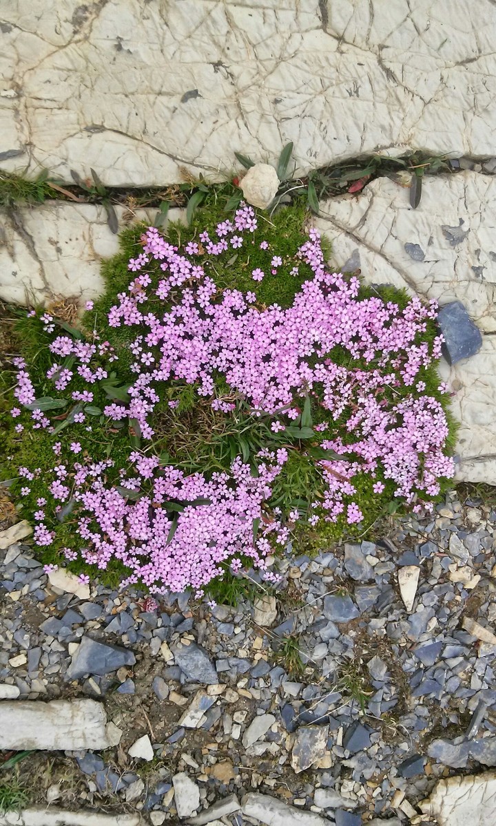 flowers and mineral