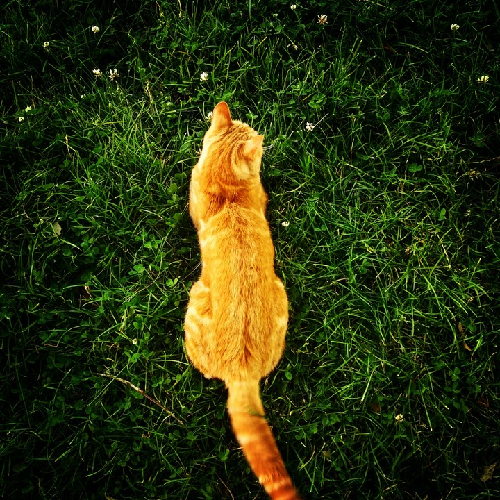 it is a cat on grass