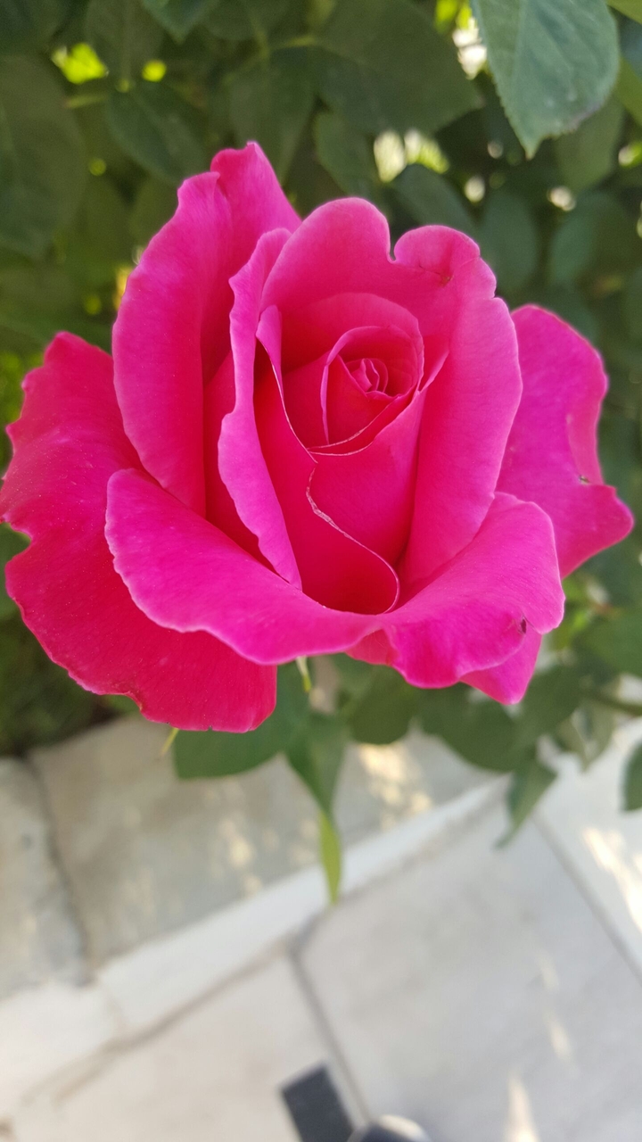 pink_rose
