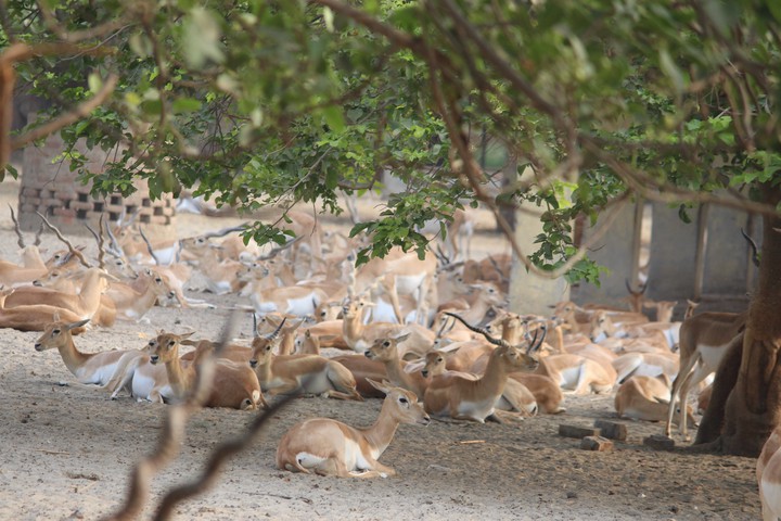Animals