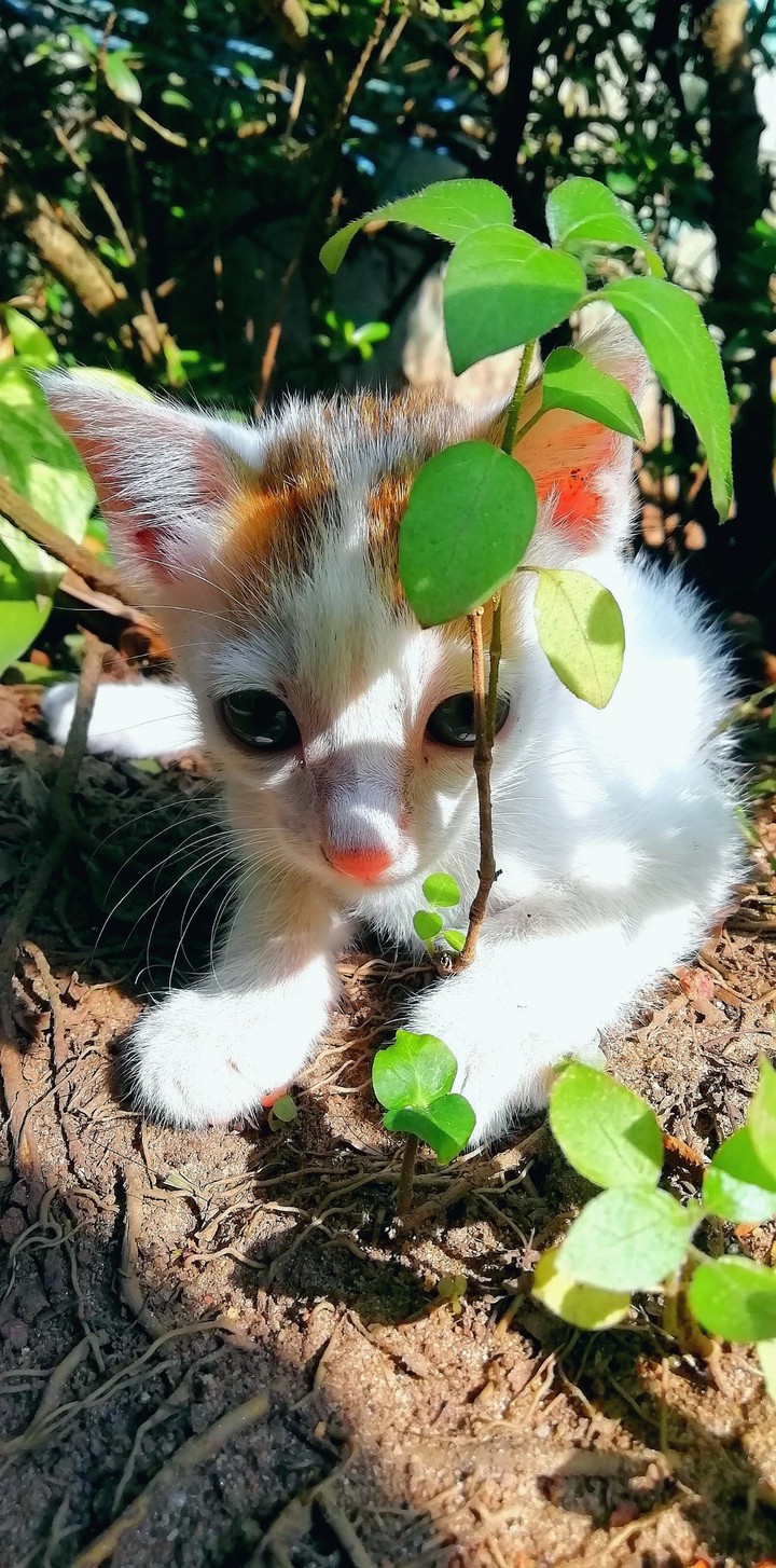 cat❤️