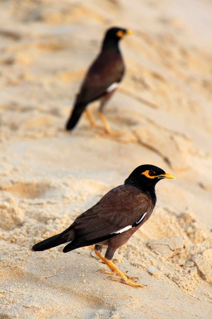 Brave birds