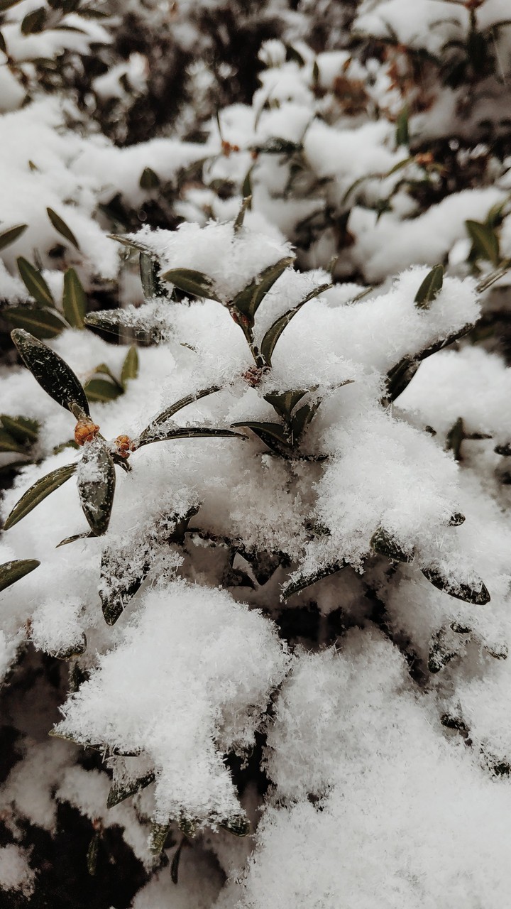 let it snow