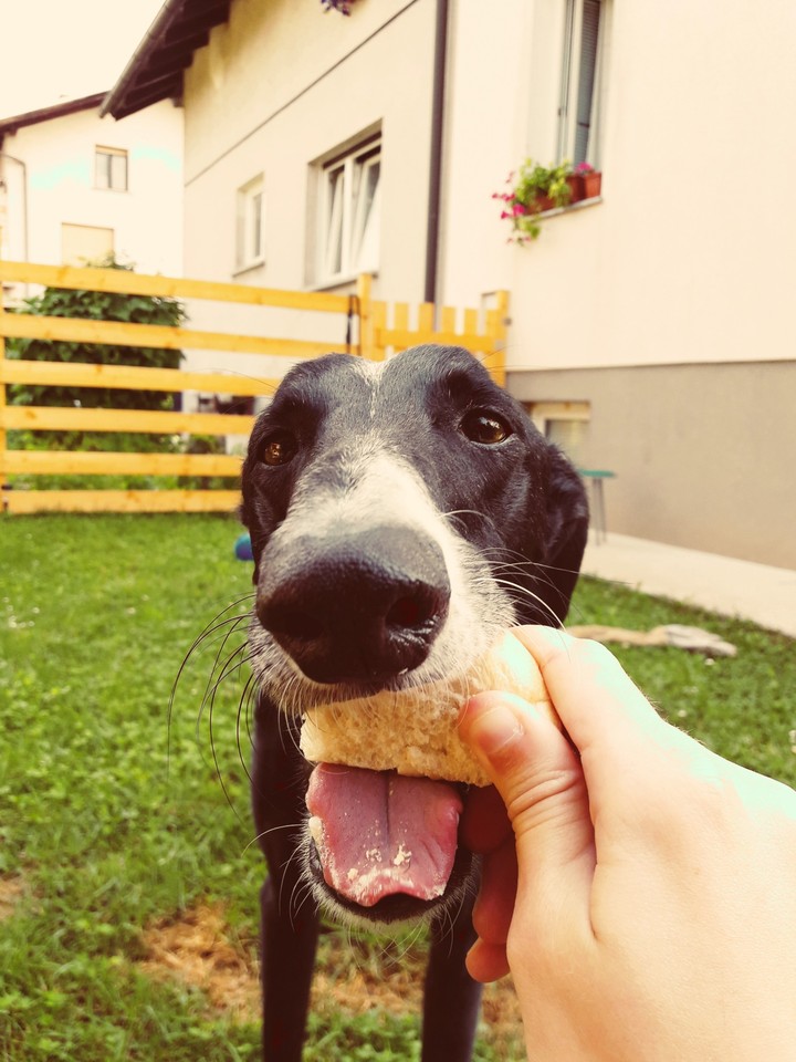 Balto