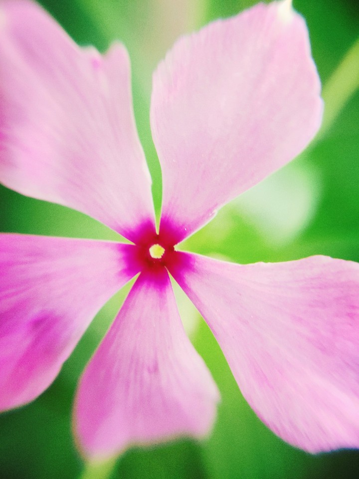 pink flower