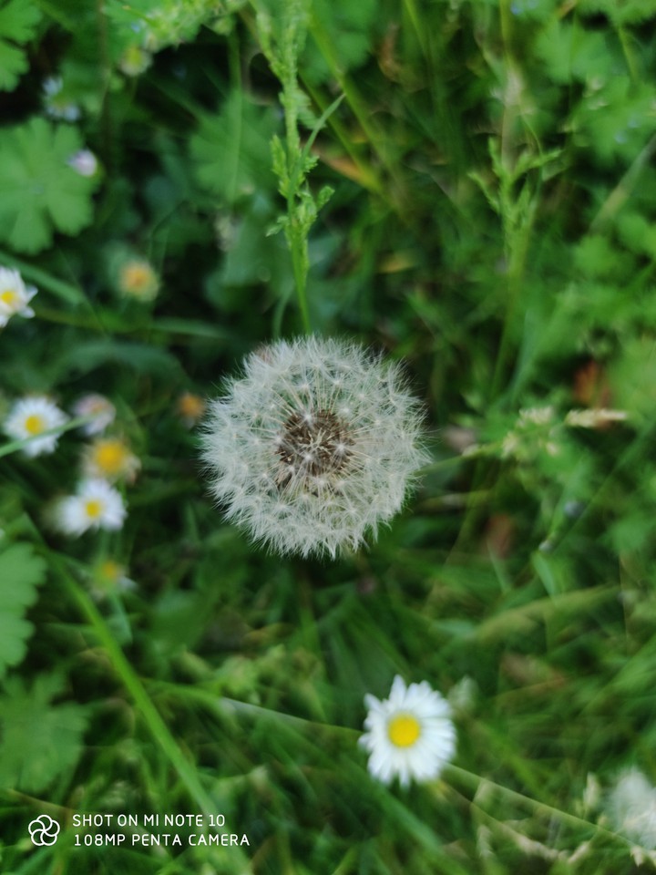 Simplement, fleurs.