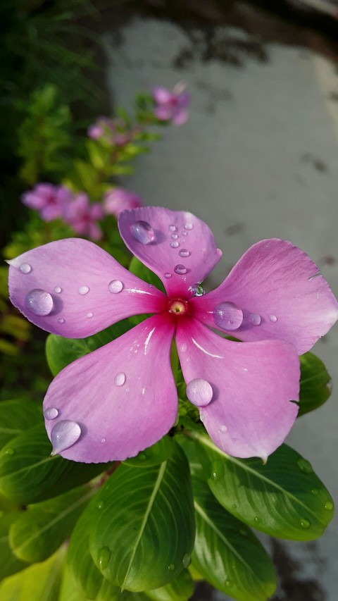 Pink Flower
