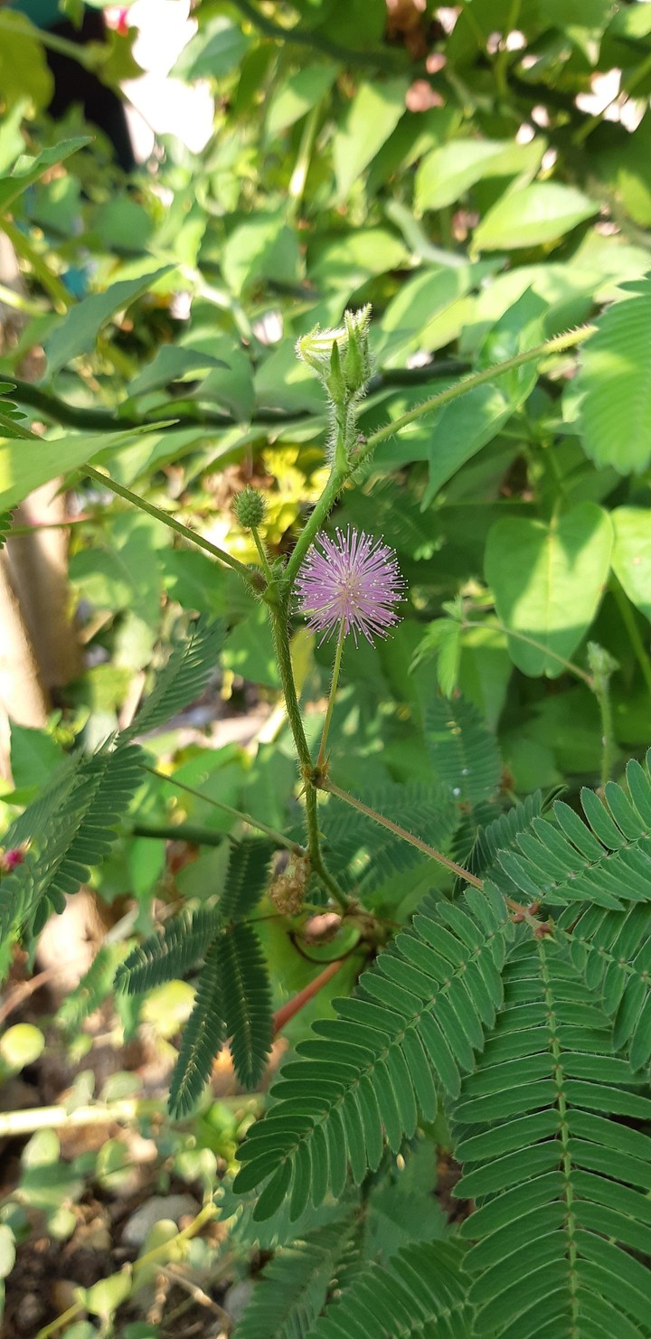 plant