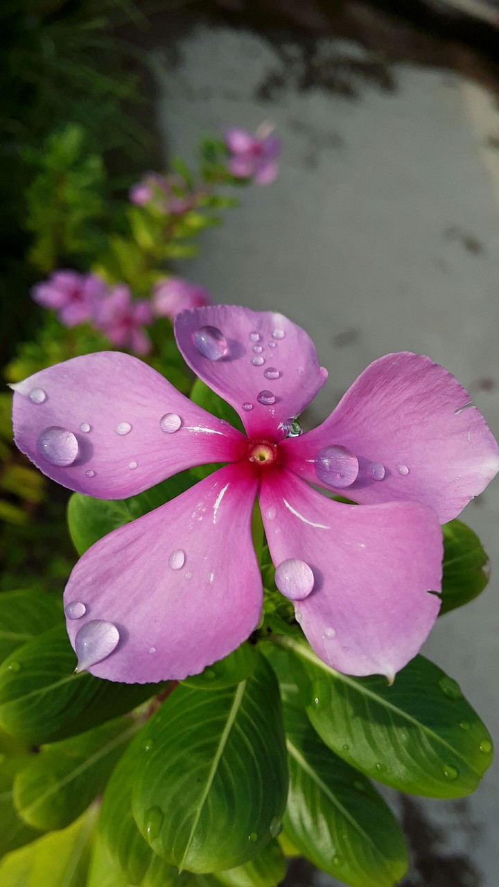 Pink Flower