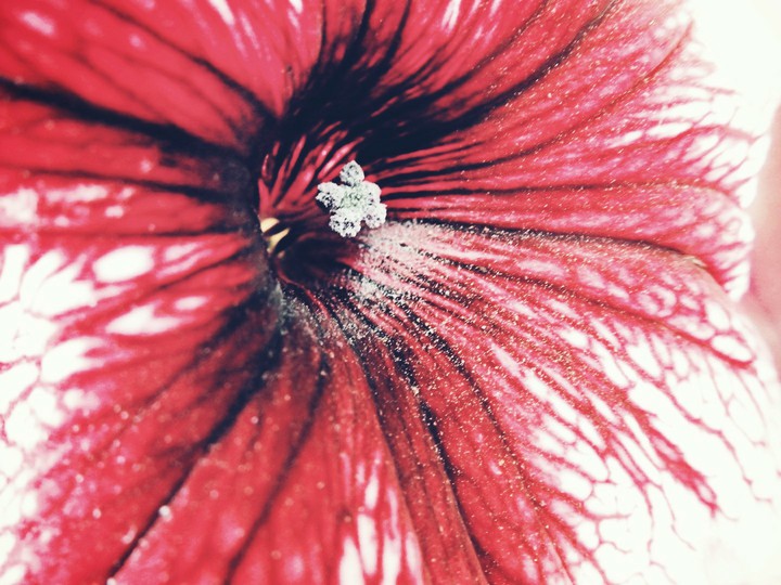jaba flowers