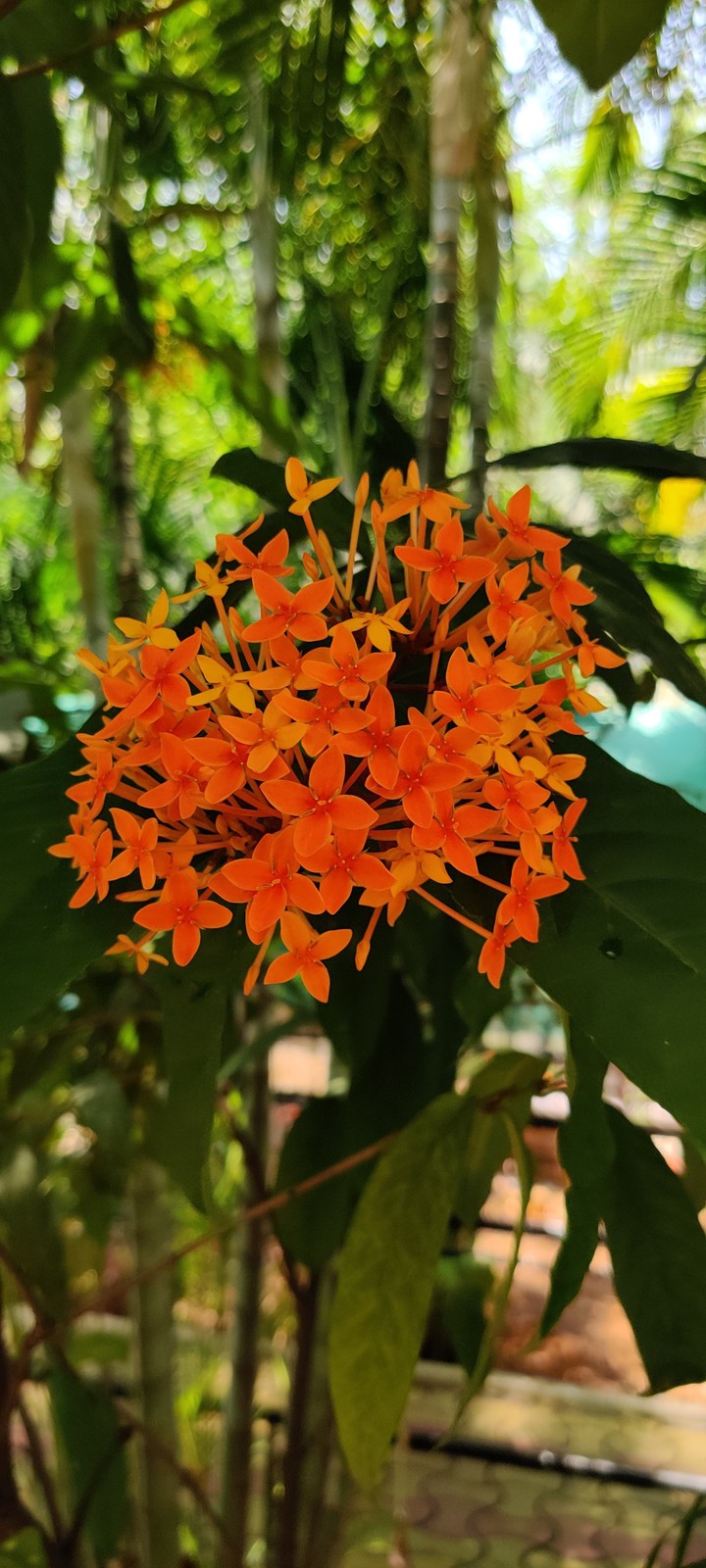 beautiful flower