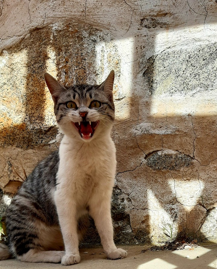kedi sevgisi