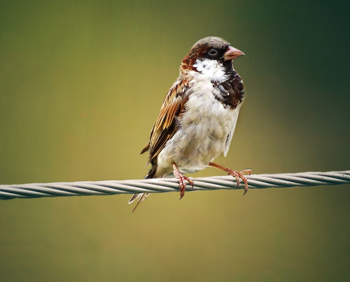 sparrow