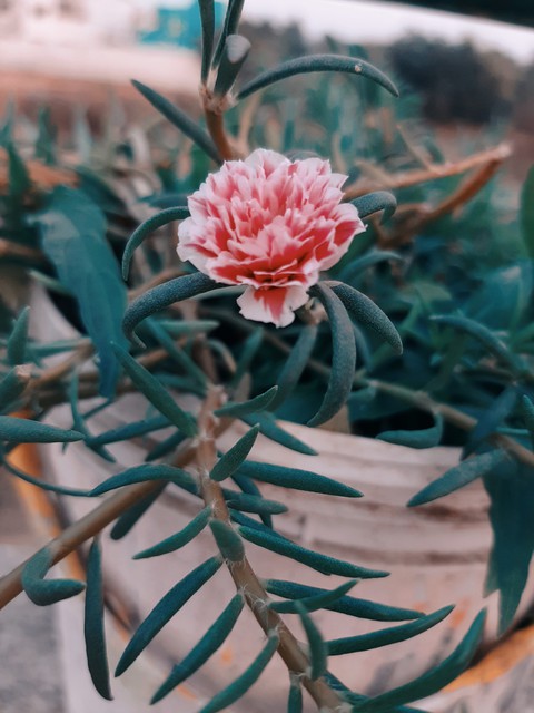 sfondi subshrub, Teal