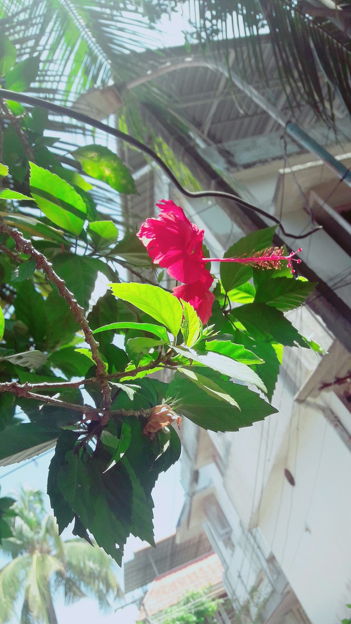 flower
