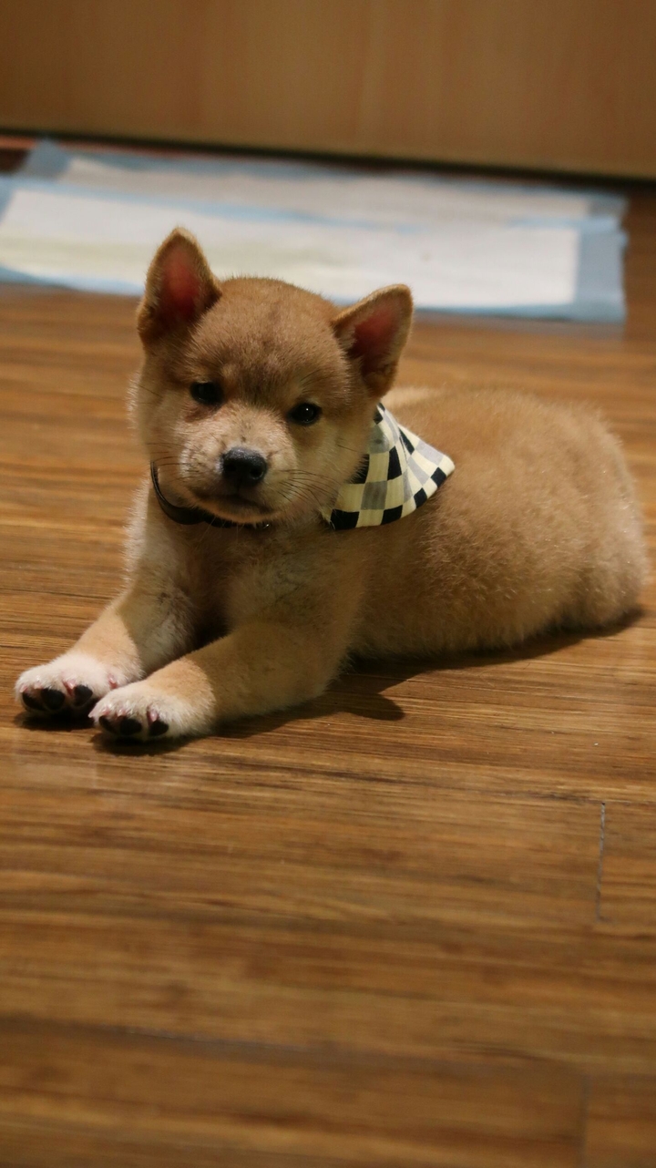 shiba inu