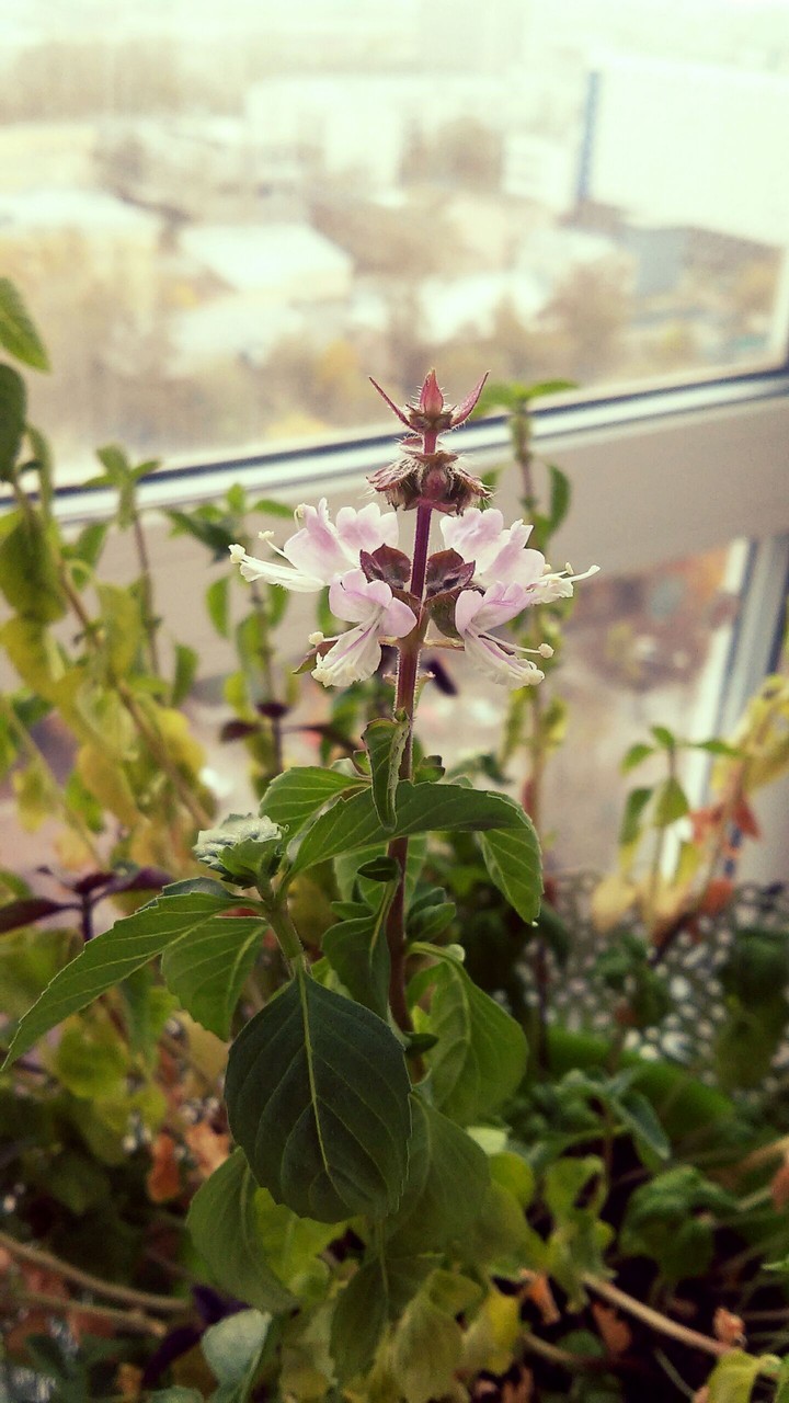 Basil