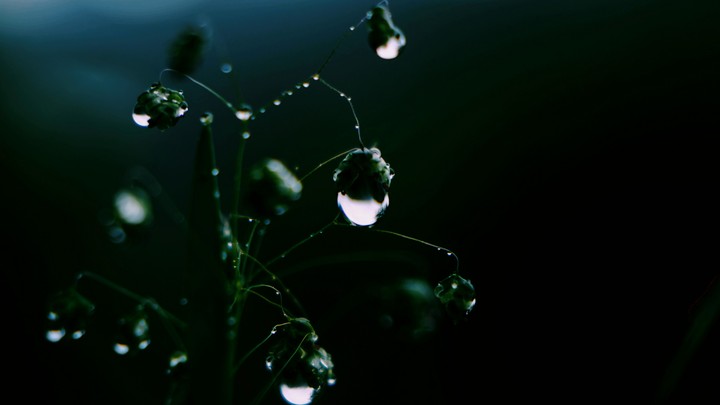 grass