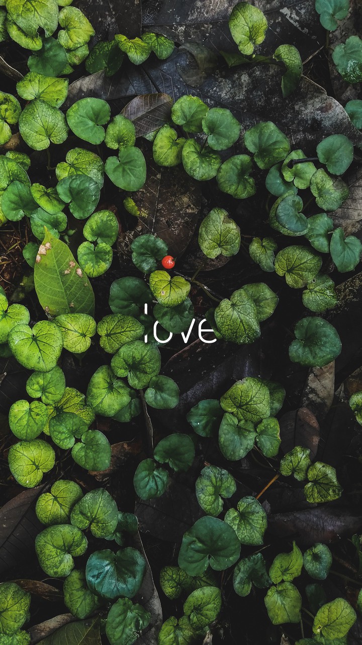 Deep Love