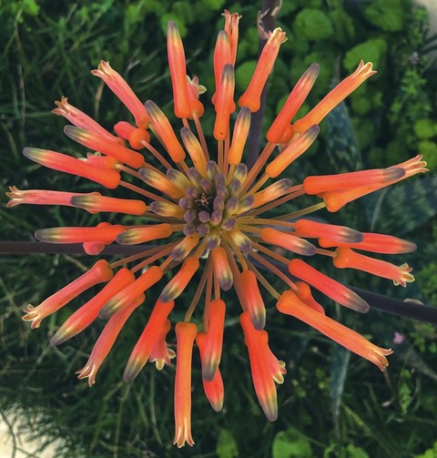 papéis de parede Pollen, wildflower