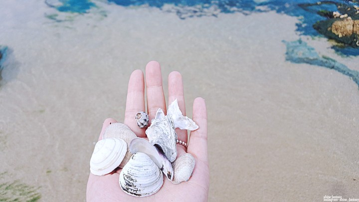 Shellfish