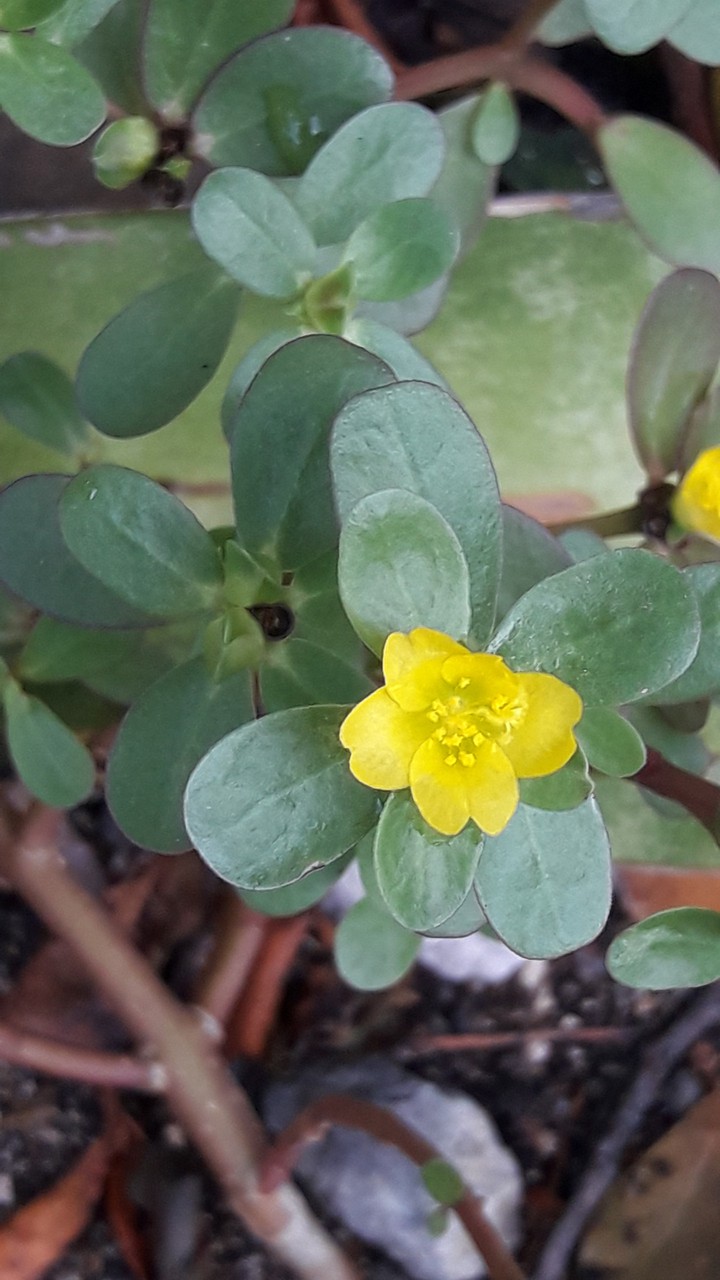 Flor Silvestre.