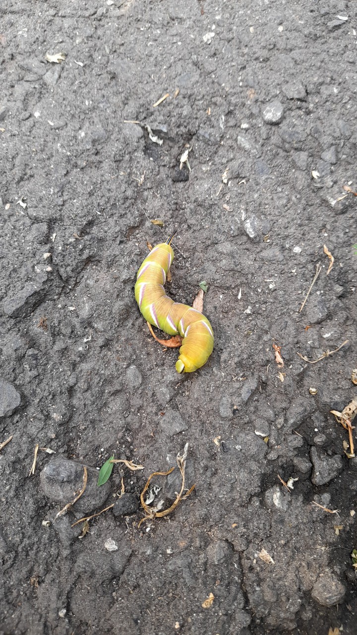 Caterpillar