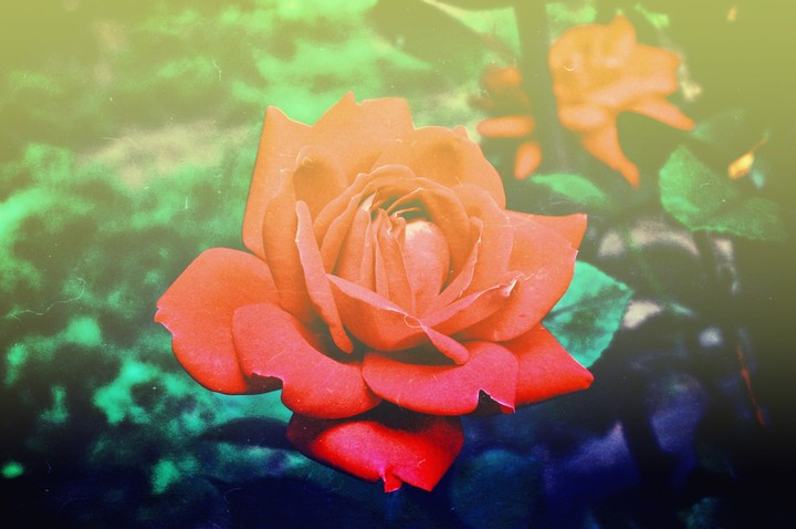 Rose Gone Vintage